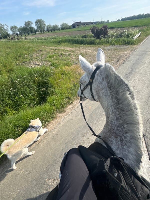 Horse rider with dog spotted on Estaimpuis road