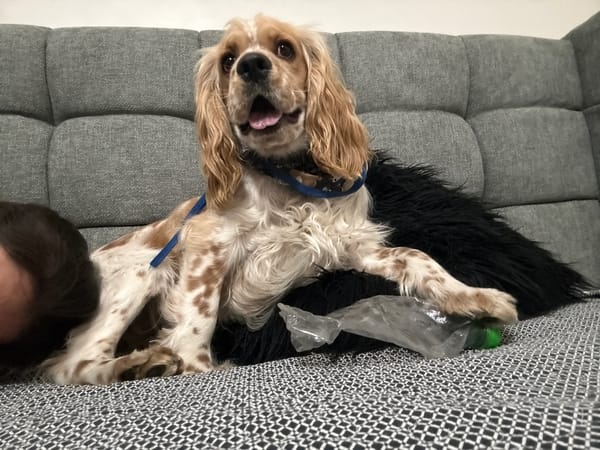 Cocker Spaniel relaxes upside down on sofa in Mexico