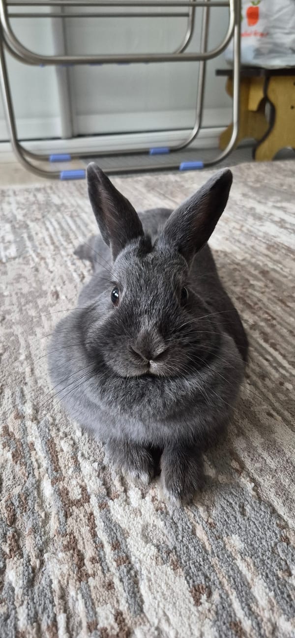 Grey rabbit snacks on carrots across multiple casual clips