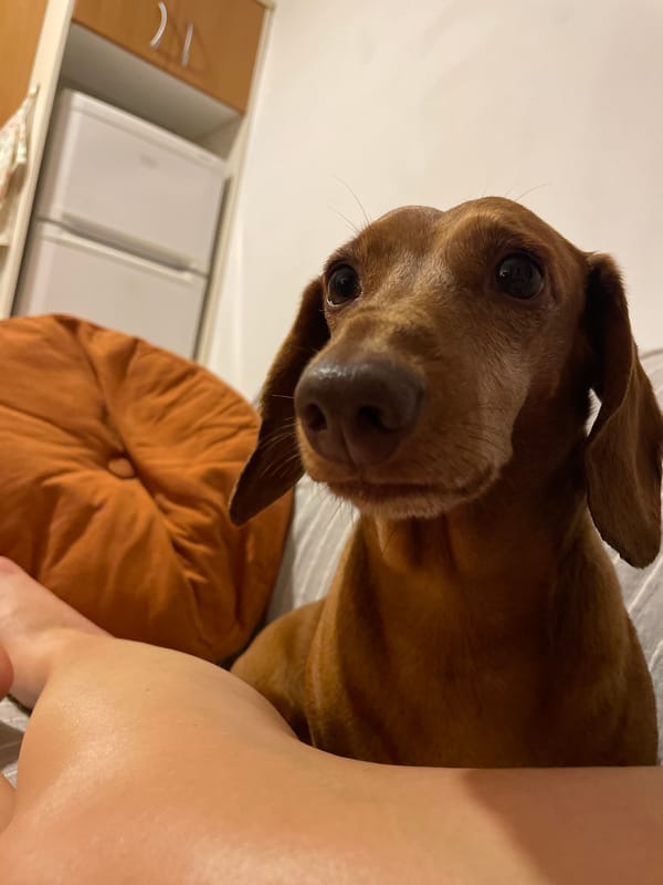 Homemade patties, a hungry dachshund, and dusk streets in La Línea