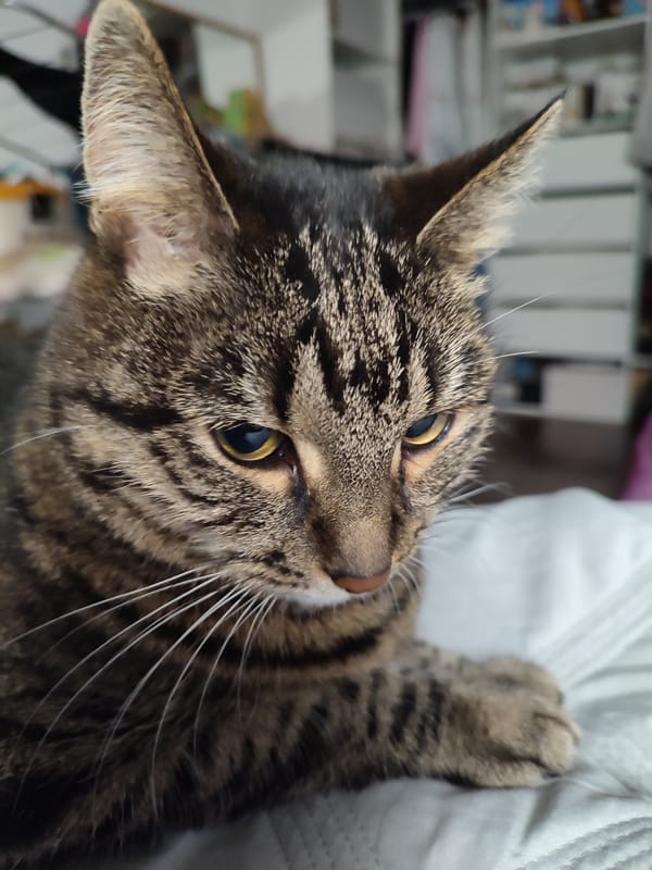 Tabby cat relaxing on a white surface, caught from multiple angles