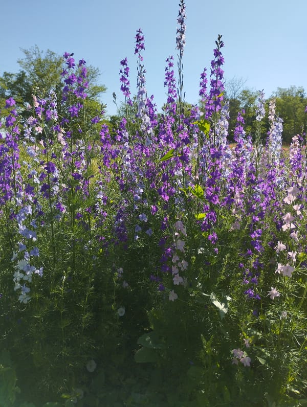 Morning Garden Blooms Documented in Vasylivka, Ukraine