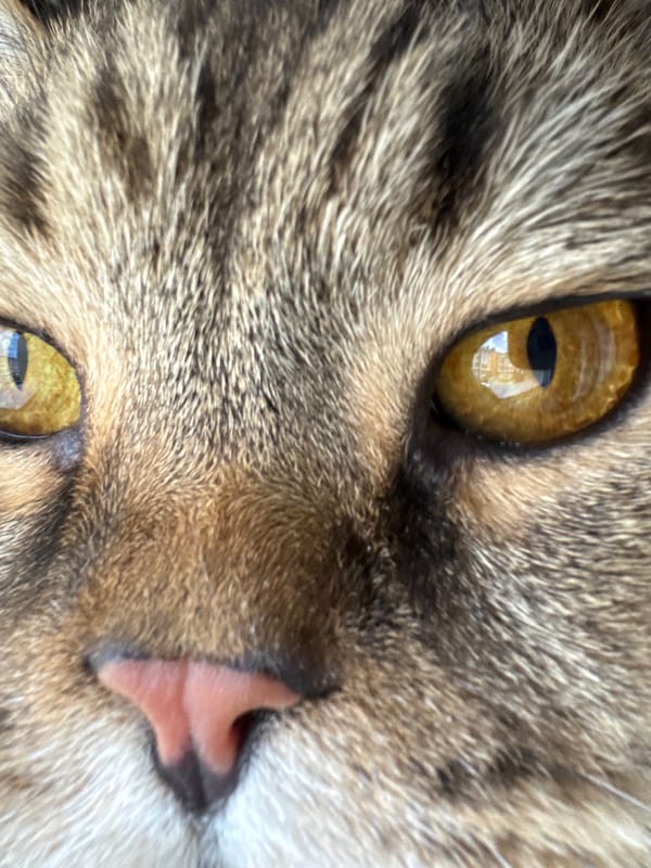 Tabby cat up close, amber eyes half-shut