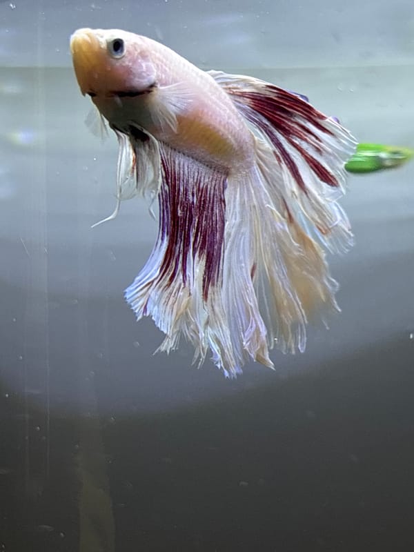 Close-up shots of a mixed freshwater aquarium in Minsk