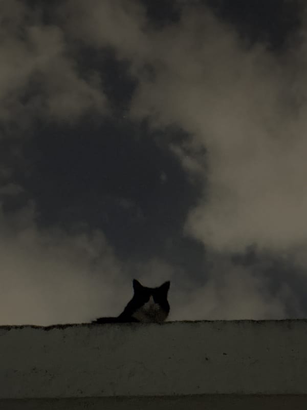Cat spotted near concrete structure in Puebla under cloudy skies