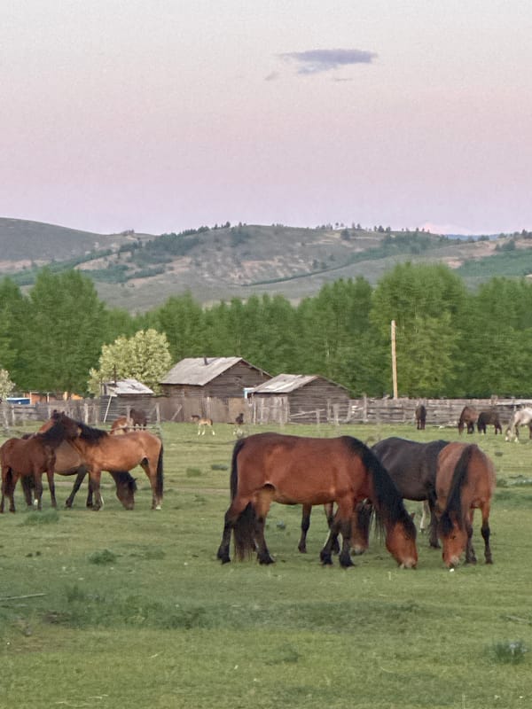 Rural horses and landmarks documented in Нижний Бургалтай, Russia