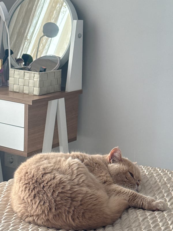 Tan cat rests on furniture during morning hours