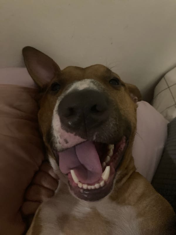 Bull Terrier plays indoors with toys during evening hours