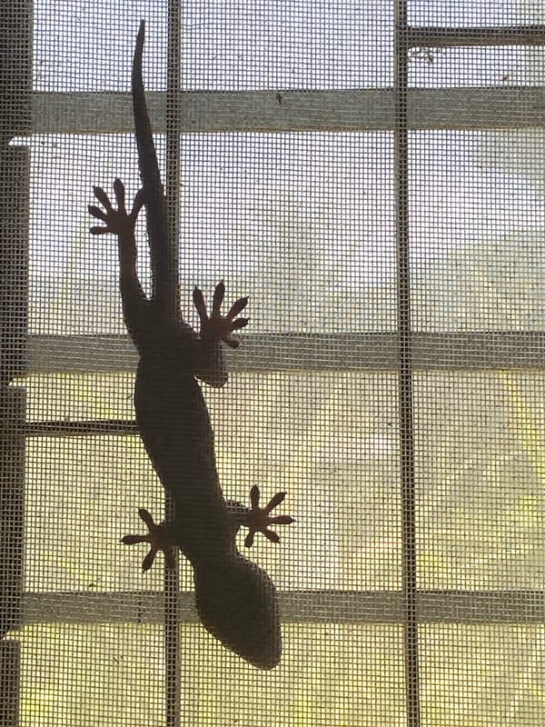 Wildlife spotted clinging to windows in Thai village