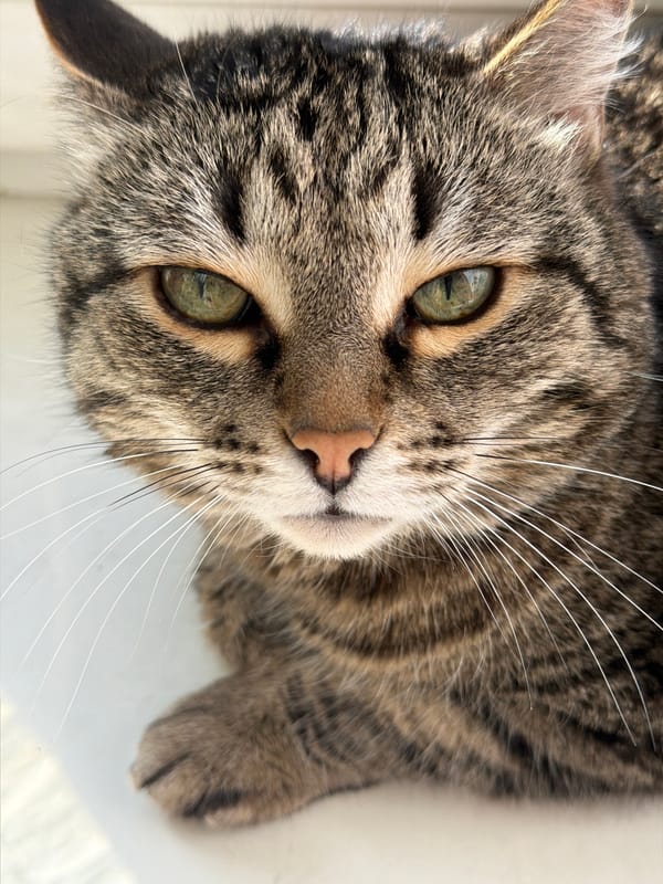 Tabby cat spotted on windowsill in Izhevsk, Russia