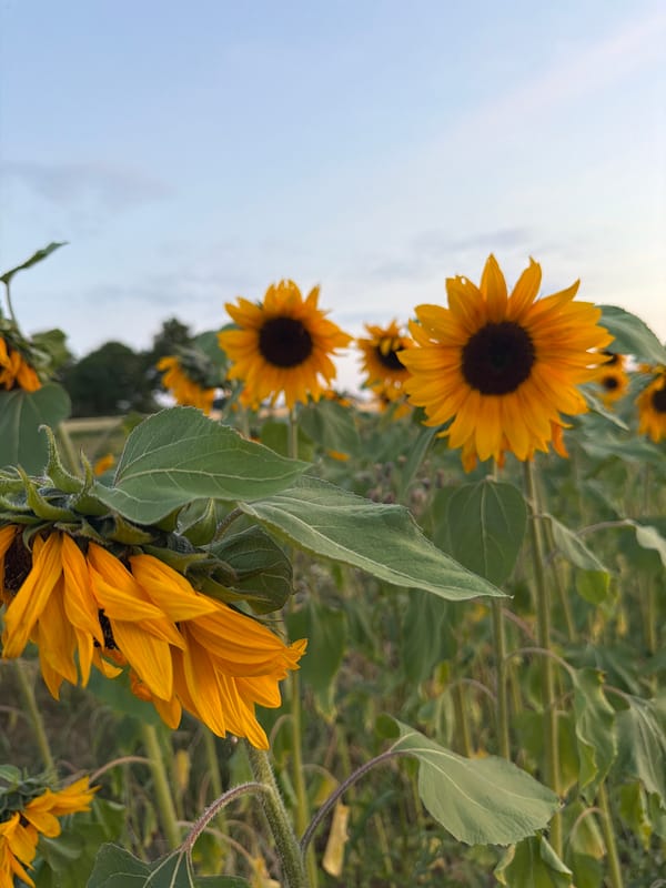 Summer evening in a sunflower field under a rising full moon