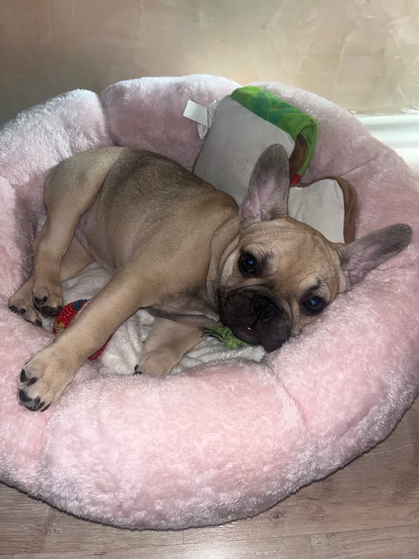 French Bulldog puppy and tattooed man rest indoors, Sofia