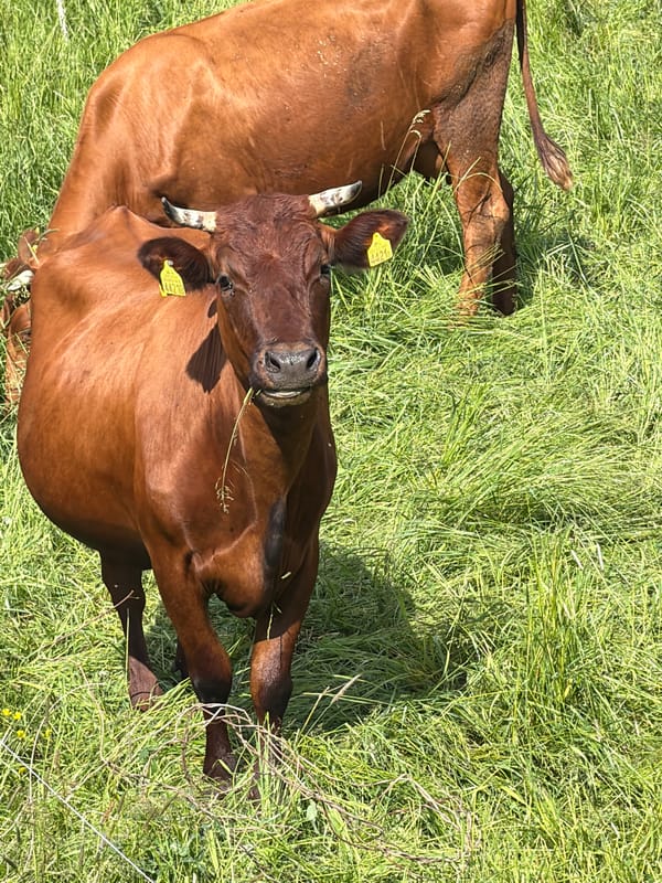 Rural Poland morning: cattle grazing, construction work documented