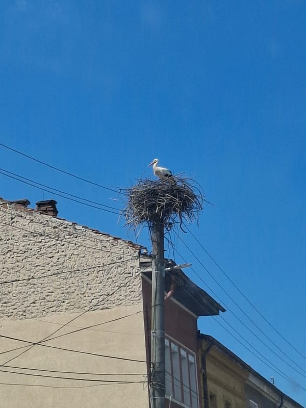 Stork nesting, road conditions observed in Archar, Bulgaria