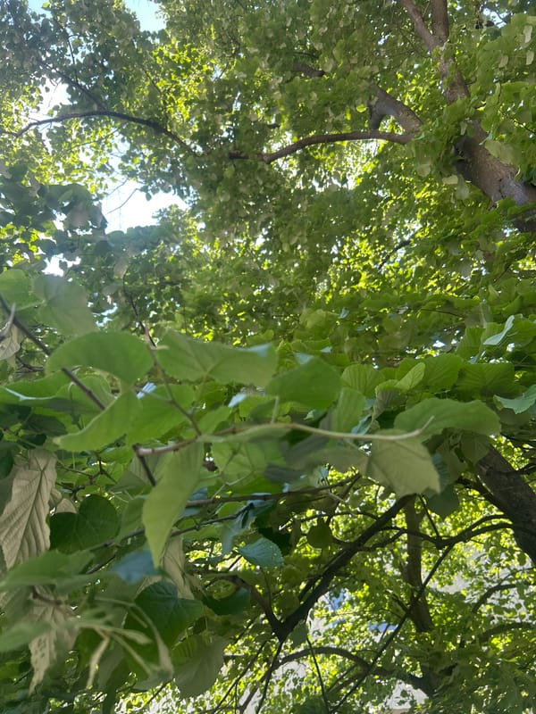 Park scenes captured through trees and fence perspectives