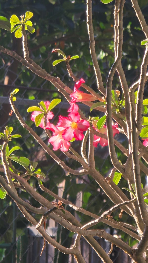 Quiet morning moments with pet and flowers in Nha Trang