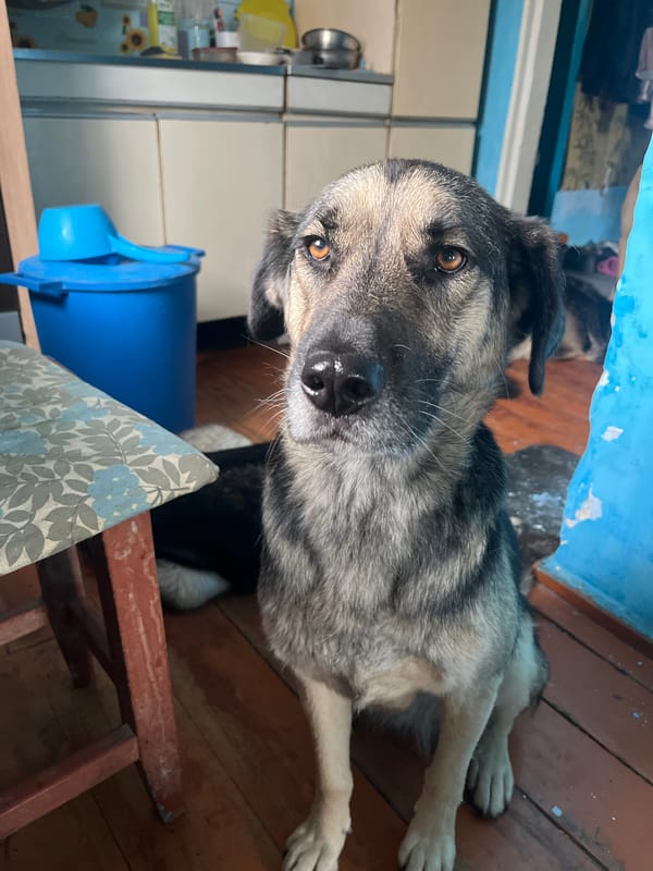 Pets observed in domestic settings across Nizhny Tagil homes