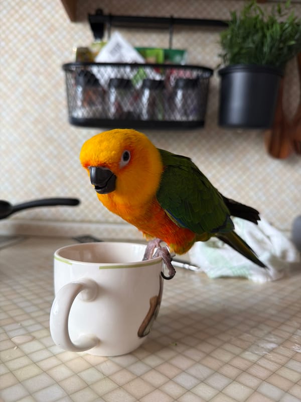 Sun conure parrot investigates a mug in the kitchen