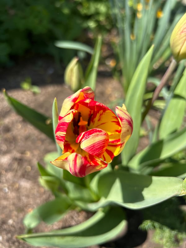 Spring flowers bloom in Tsalapitsa, Bulgaria gardens