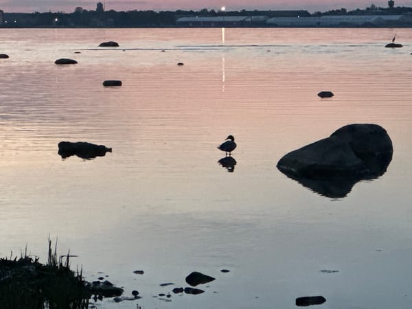 Twilight documentation captures serene Tallinn Bay with swans and coastal views
