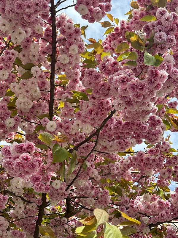 Cherry blossoms reach peak bloom in Richmond