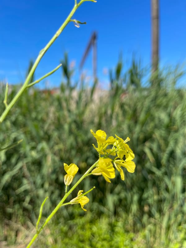 Afternoon stroll along a Zelenogradsk boardwalk with wildflowers