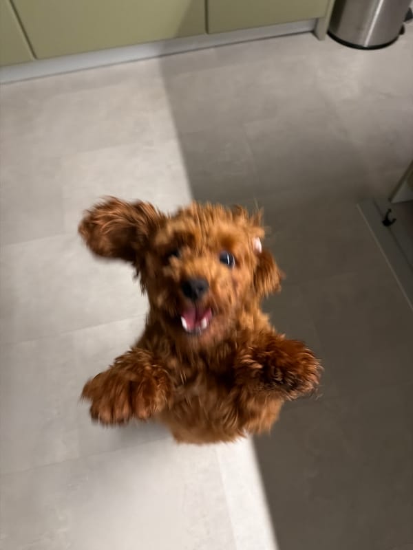 Poodle mix caught mid-leap in a burst of backyard energy