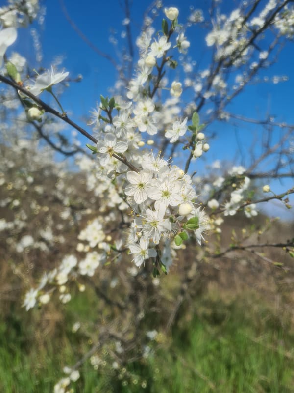 Spring blossoms documented in early morning Burgas, Bulgaria
