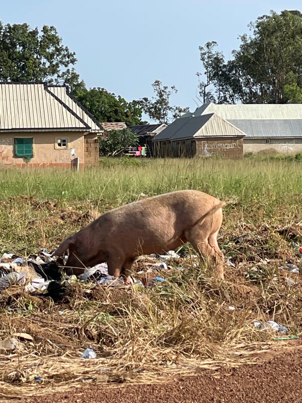 Car packed for travel, pigs in trash, daily life in Durimi