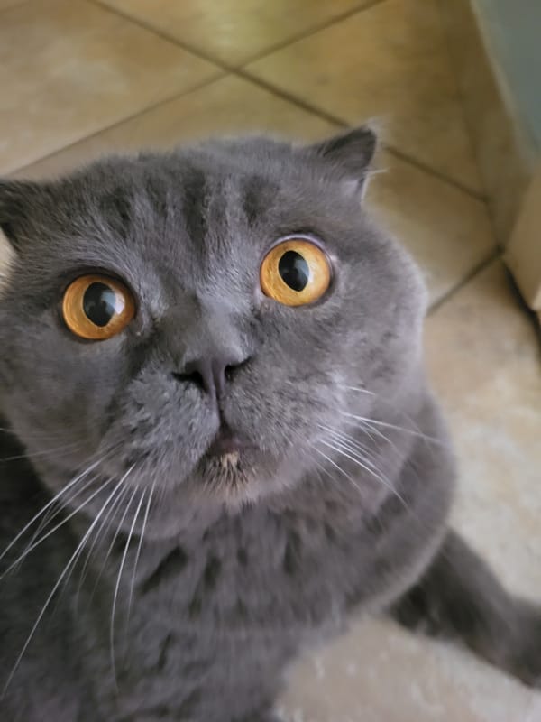 Weekend domestic moments captured featuring Scottish Fold cat and urban scenes