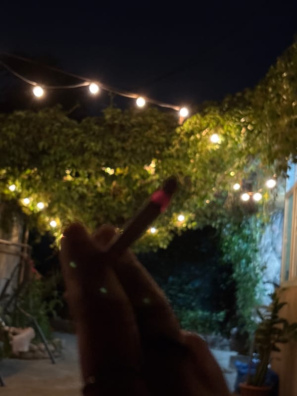 Evening cat watching session documented in Almaty courtyard