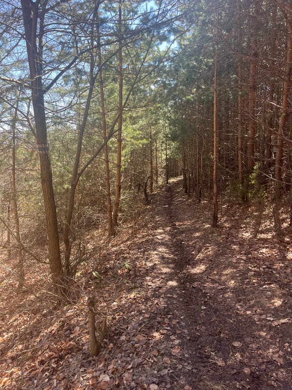 Leaf-covered forest path observed in Zheleznitsa pine woods