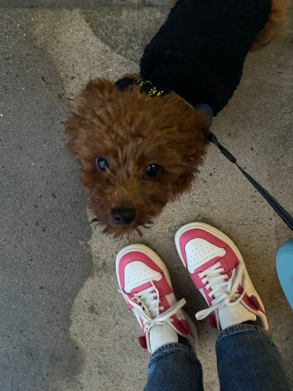 Dressed poodle photographed on leash in Sofia