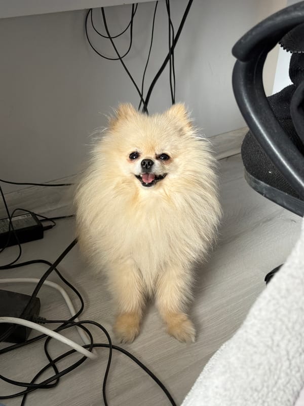 Pomeranian dog rests indoors in Varna office space