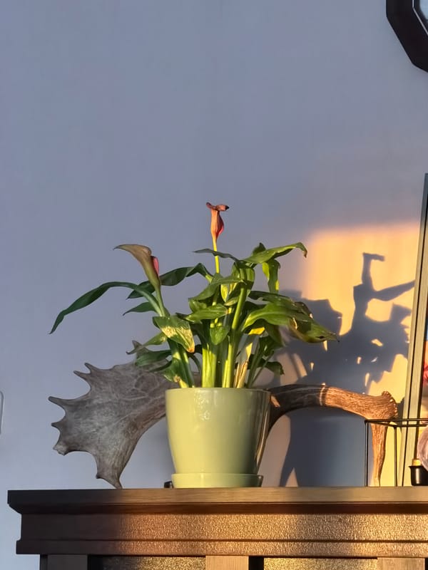 Interior botanical arrangements documented in residential setting over 25 minutes