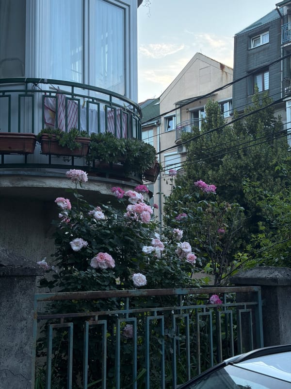 Everyday street life documented in Palilula Municipality, Serbia
