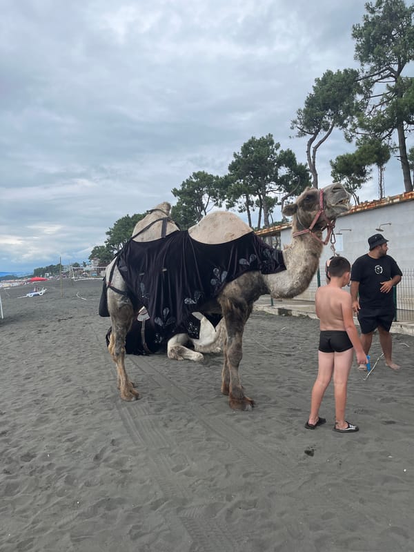 Camels, swimmers, and beach vendors on Ureki's magnetic sand