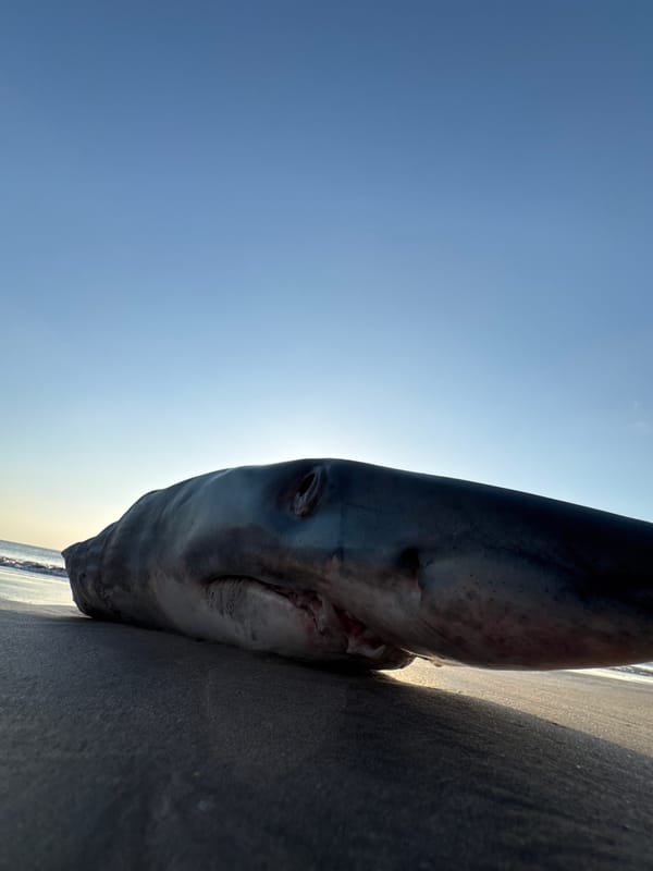 Dead shark on Kuta beach amid typical morning coastal activity