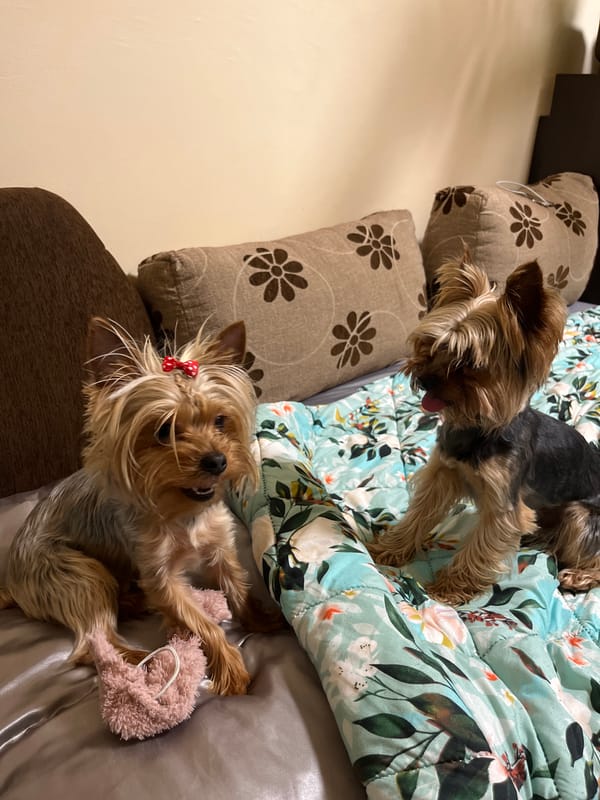 Three Yorkshire Terriers rest on couch in Pleven