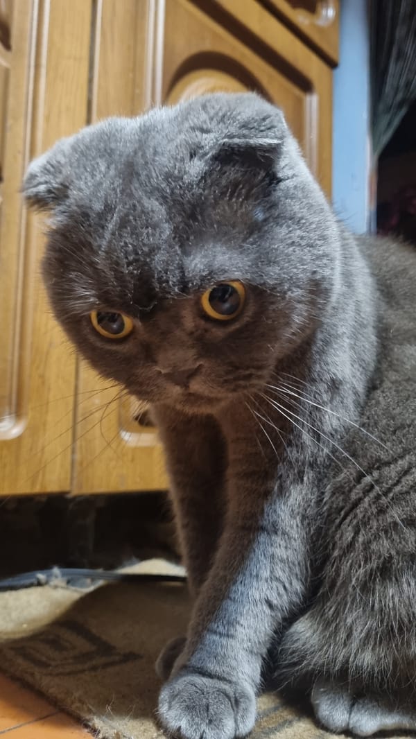 Gray Scottish Fold cat photographed up close in Vysokoe, Russia