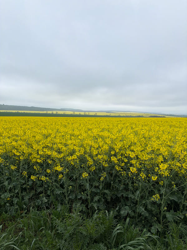 Yellow flower bloom observed in Bulgarian agricultural field