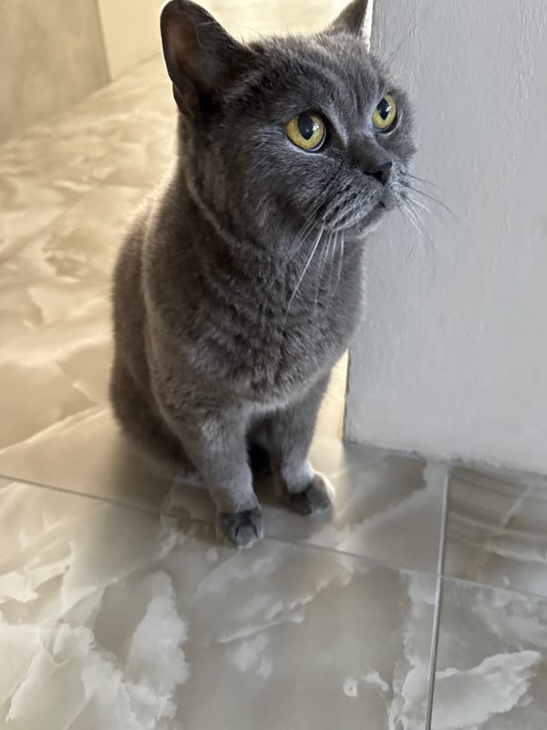 Gray cat at home, multiple rooms, sunny day outside