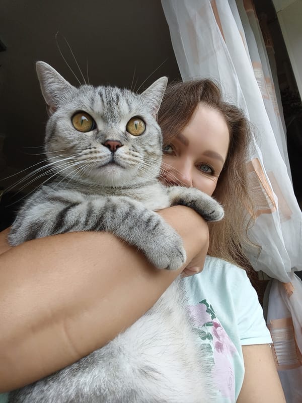 Indoor photo session with a silver tabby cat