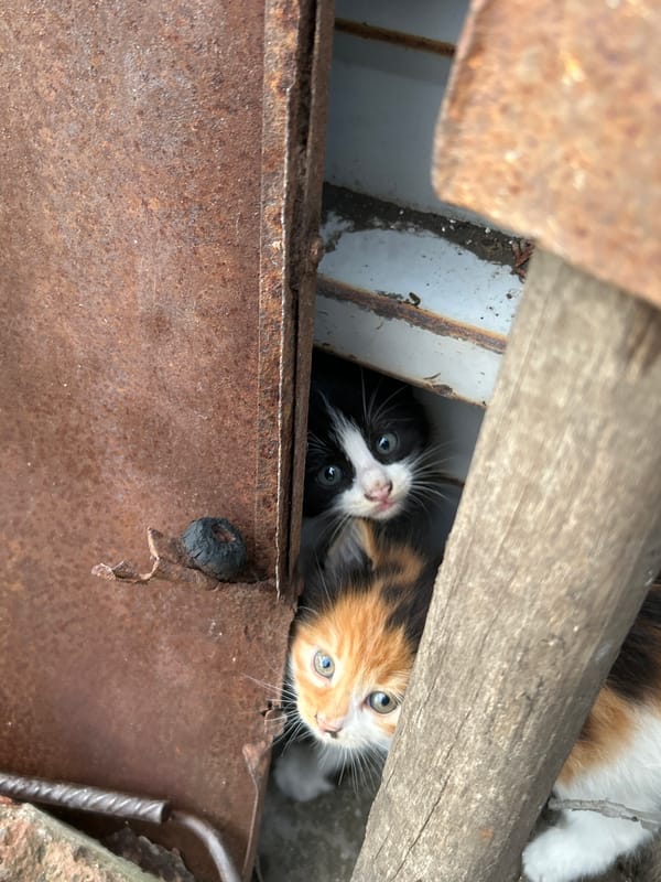 Cats spotted around Kostinbrod during late afternoon hours
