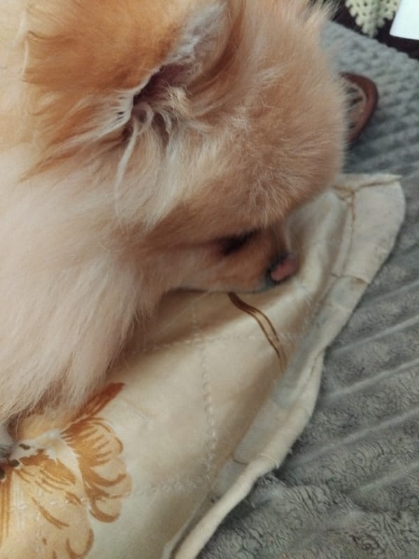 Pomeranian dog rests on floral bedding in Bulgarian town