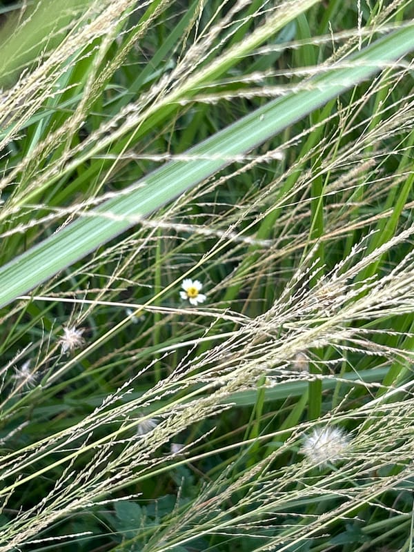 Morning walkabout documented in Lhokseumawe, Indonesia captures local flora
