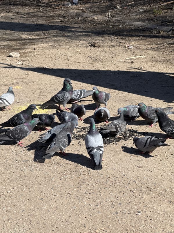 Pigeons feed on concrete surface in Votkinsk, Russia