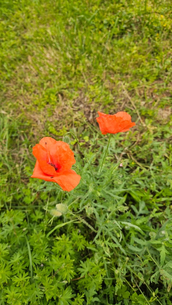 Morning scenes around Prešov: flowers, grass, cityscape, street signs
