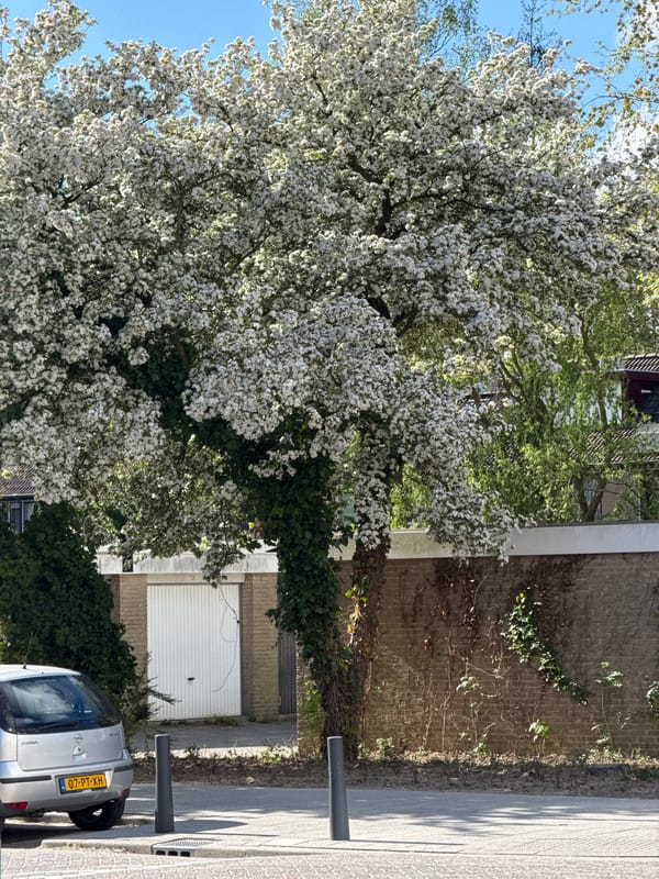 Spring afternoon documented across urban residential area with blossoming trees