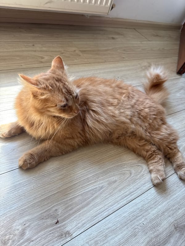 Orange tabby cat photographed in multiple poses, Berkovitsa Bulgaria